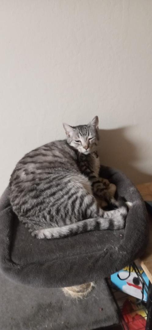 Happy Cat