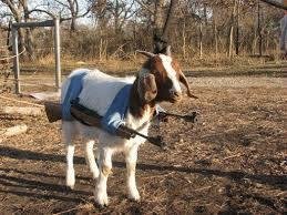 We have had to add a guard goat to our place. Predator animals have killed way too many this last year.