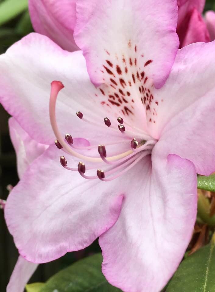 The Pink Rhodie