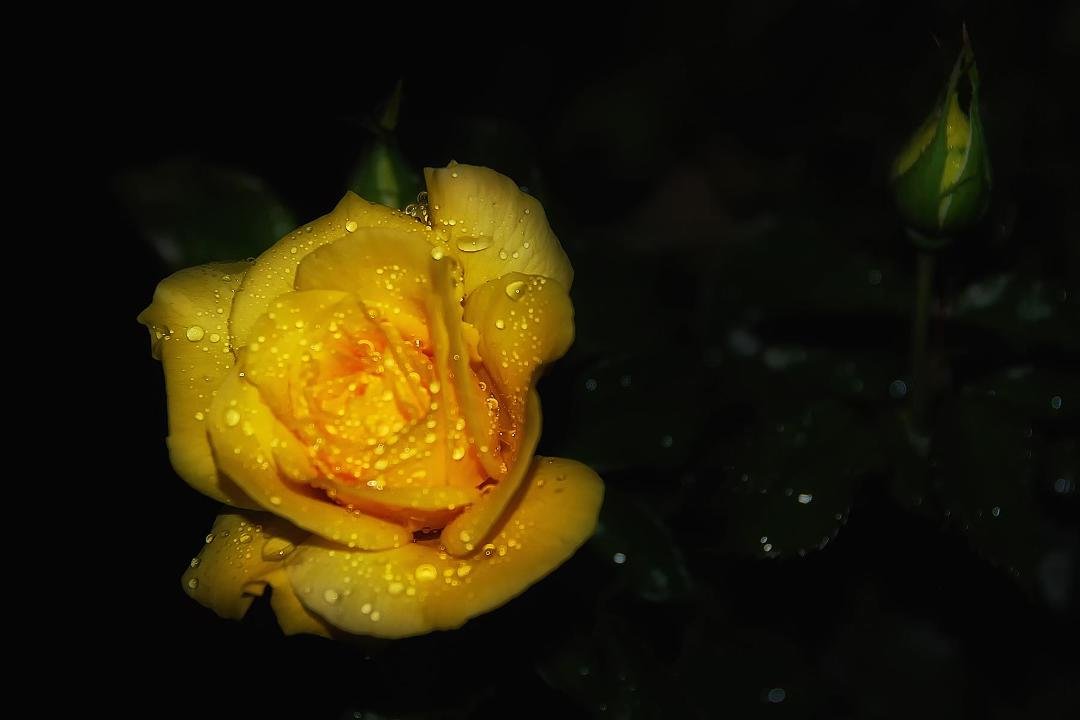 A yellow rose glistening with the morning rain at Lake Junaluska's rose garden.