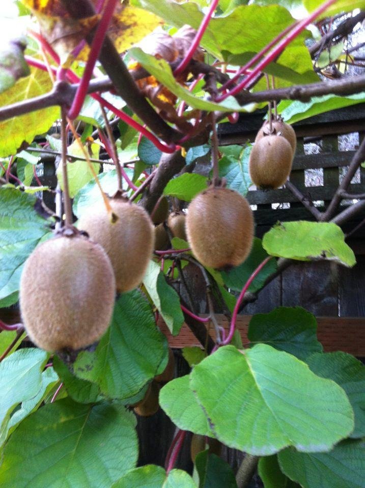 Kiwi harvest time!. Here we see a typical harvester in her traditional native dress.