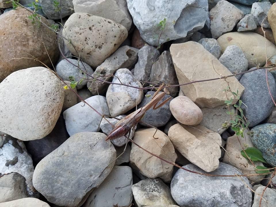Got a pic of this cool praying mantis outside at the restaurant