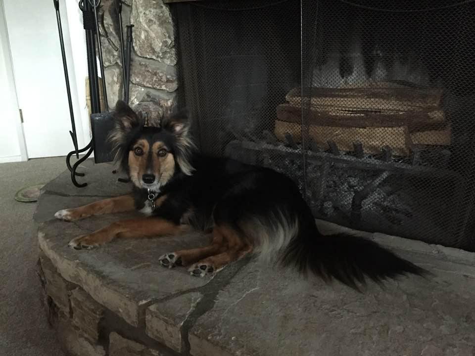Princess Sadie on Dog Appreciation day.