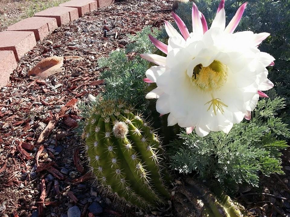 So glad to be home to see this bloom. They only last 1 day and smell delicious