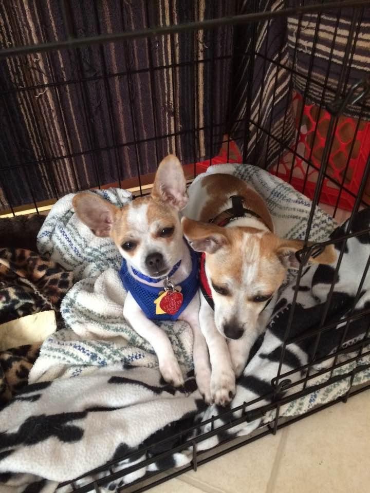 Our puppies are growing up