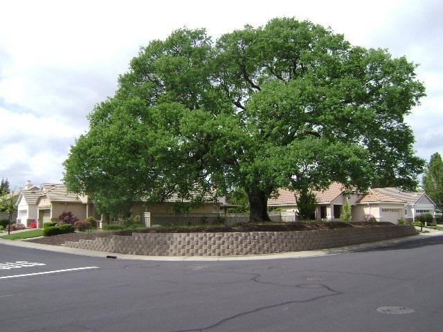 Hunter's Oak Tree