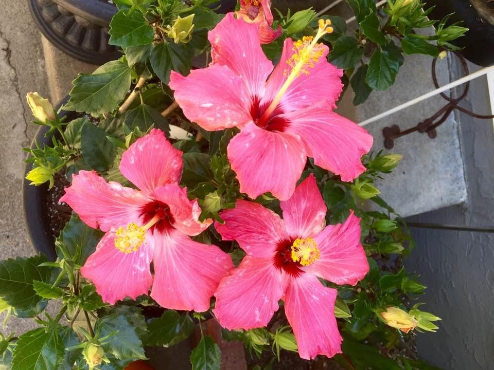 Newest addition to my Hibiscus Family "Pink Lady".