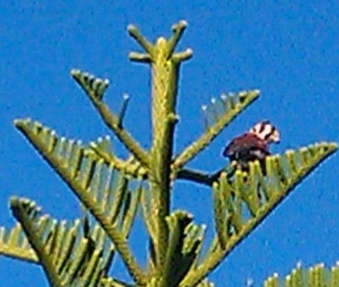 Just took this photo of what I believe is a Kestrel Hawk sitting on the top of a Norfolk Pine just off my sisters deck. The tree is 25' to 30' tall and she planted it as a seedling about 8 year ago. Things grow fast in th