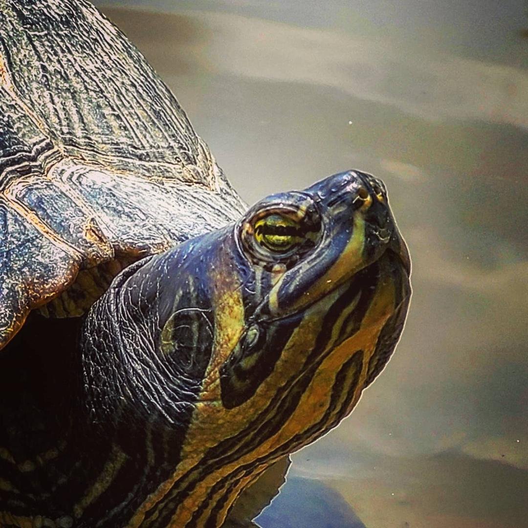 Portrait of a turtle. He couldn't wait for me to go away.
