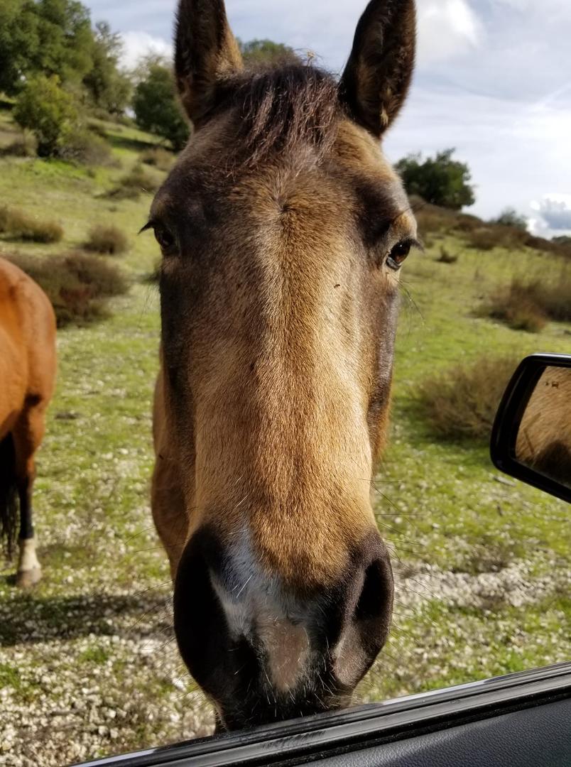 Hey diva why the long face.