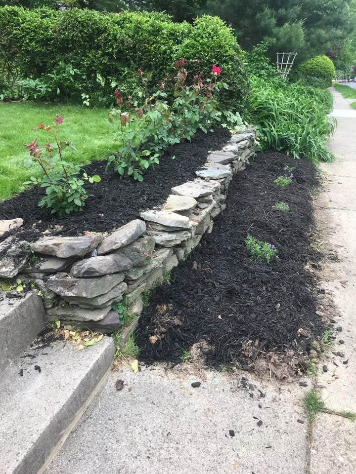 Five Mr. Lincoln roses and four blue creeping flex planted, plus some black mulch. These being perennials, I may not be doing any gardening for a VERY long time.
