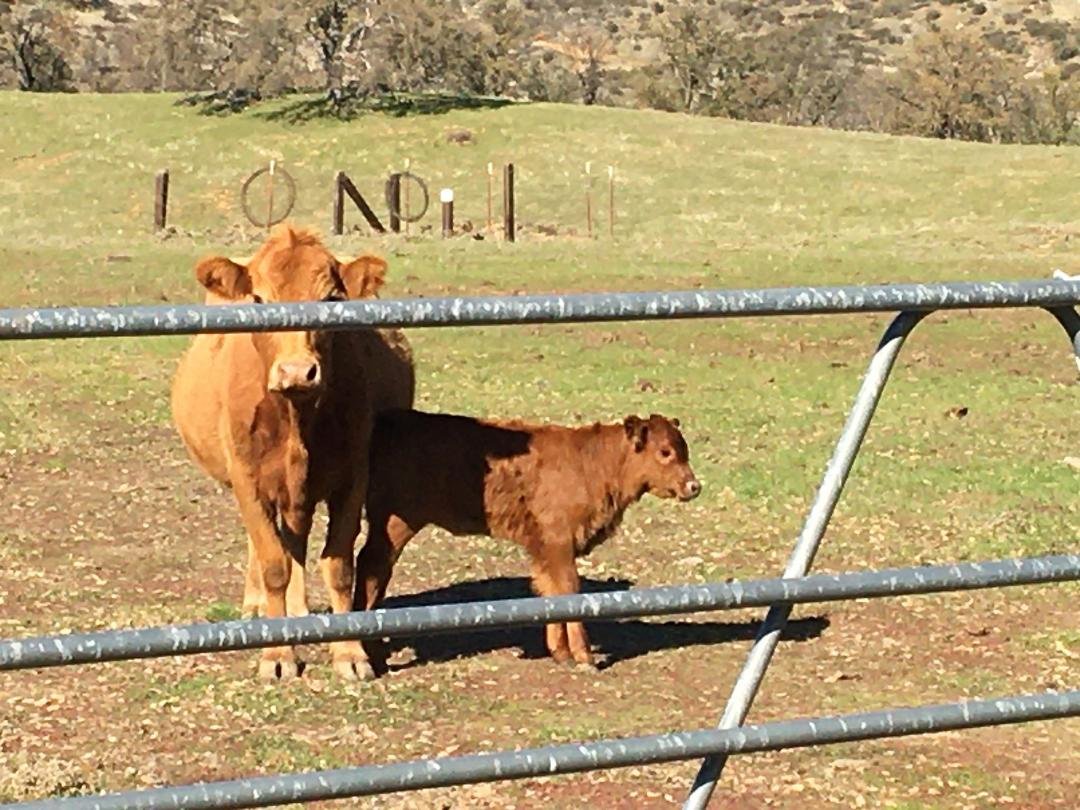 This is what makes me happy. Going up to the Rinconda and seeing a number of little ones. Like this little calf.