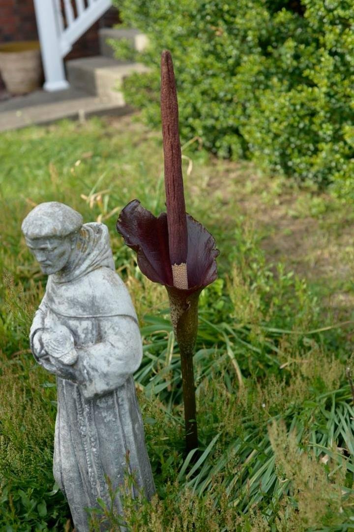 Can you identify this mystery plant? It grew from nothing to 38" in 4 days, and then withered and died 4 days later. St. Francis is 28” tall, the plant is 38” tall. Any ideas?