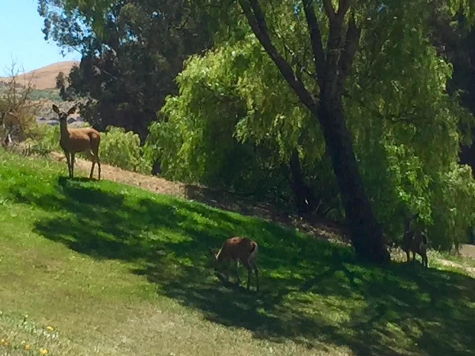 What a great day on the golf course (Hiddenbrooke GC in Vallejo)...score wasn't too bad either!!!
