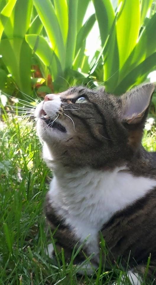 Millie is intently watching the birds  again chattering  away.