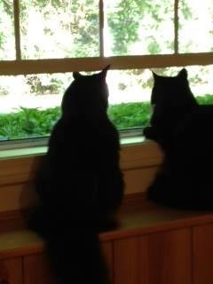bird watching