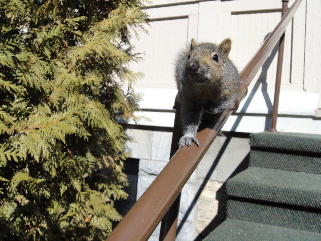 Came out of a delivery at a local funeral home and a squirrel was sitting on the handrail of the porch staring at me. As I was reaching in my pocket for my camera he scurried up the rail, across the steps and up the other