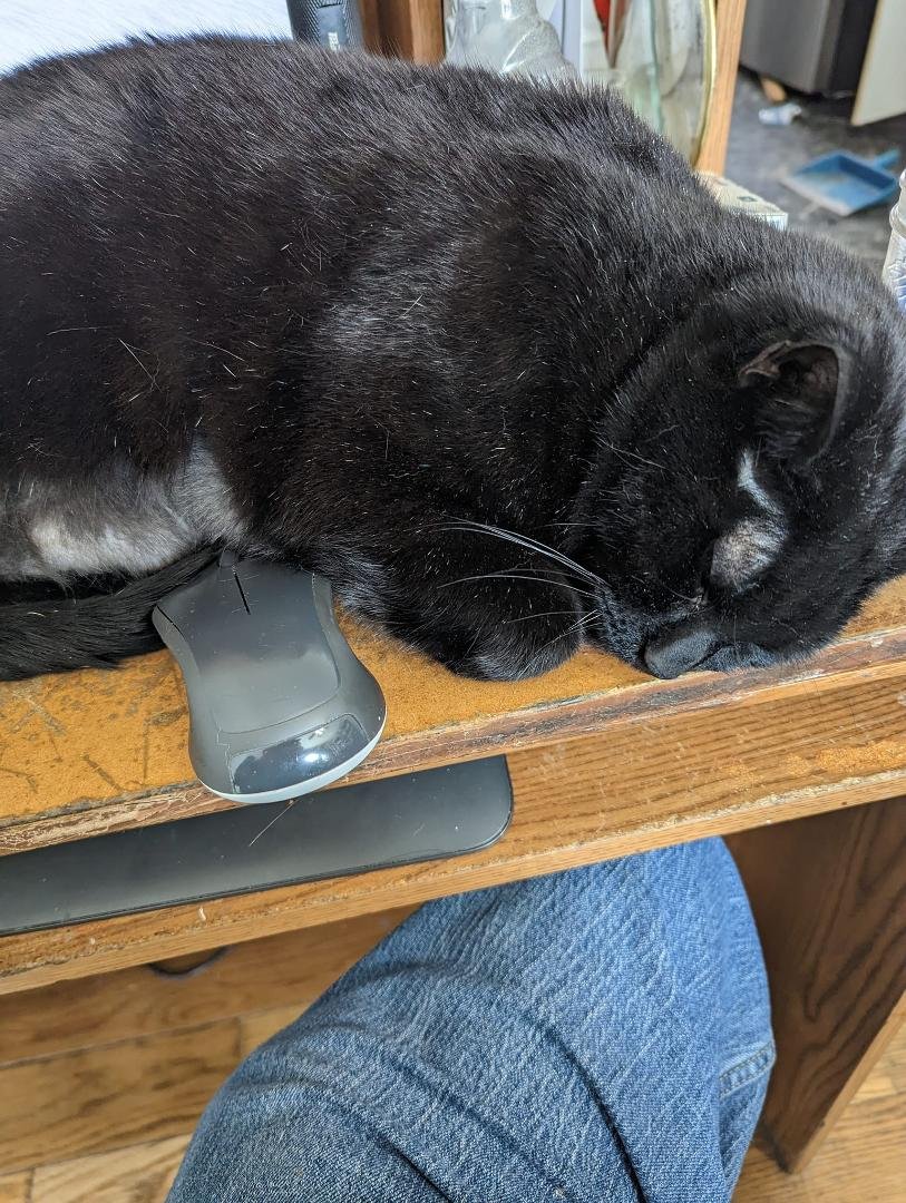 Hard to use the computer mouse when the cat is sleeping on it