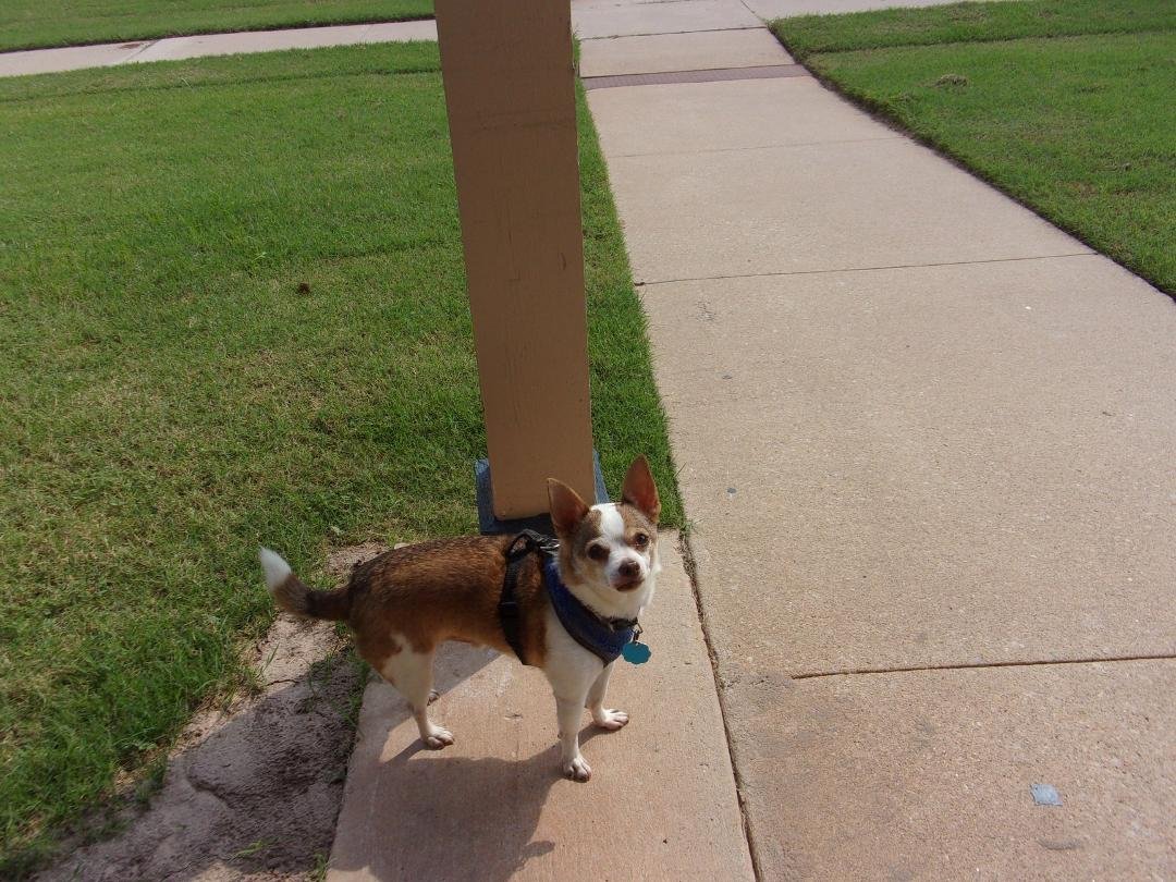 Niko, outside.