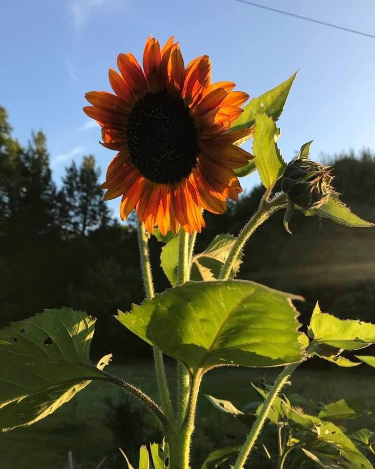 #ProCamera