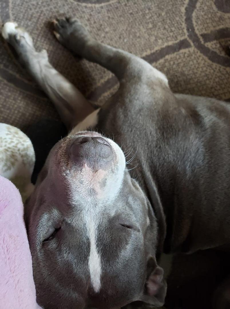 Zoey hates Mondays!!!