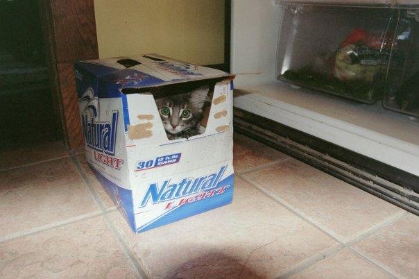 Peachnik likes to hid in tight spaces.  I was putting some beer in the fridge and he climbed into the box.