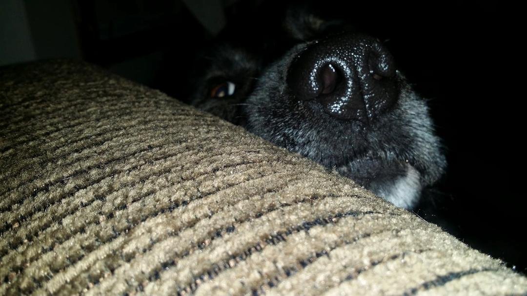 Rub my nose.....