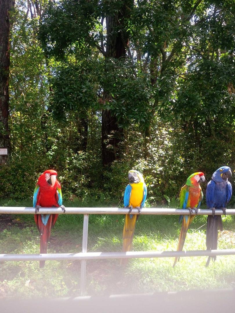 Beautiful, famous birds from our Hana trip!