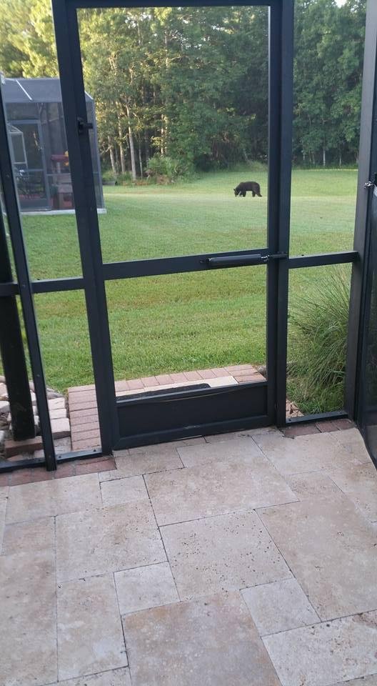 Had an in invited guest this morning. Just outside our back yard. Kewl but kinda scary too.