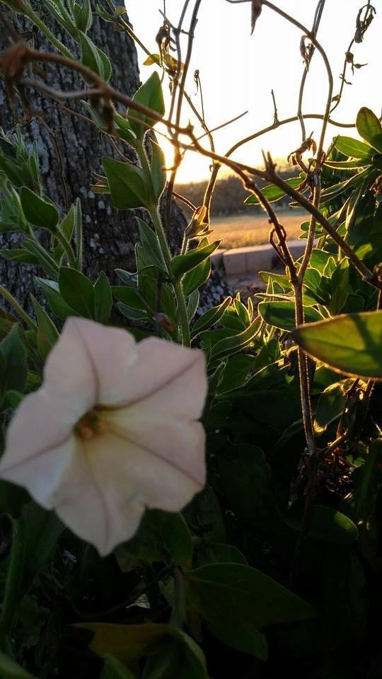 Barbara Clark's album, Mobile Uploads