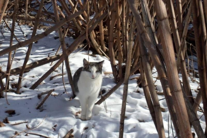 PLEASE, PLEASE HELP US, THINGS ARE NOT LOOKING GOOD. We do not know where to turn or what to do. Myself and others have been caring for 4 colonies of cats living in a protected wooded area in Dundalk, MD for many years. The