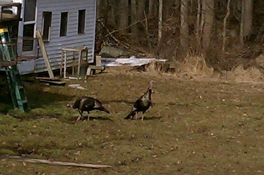 This afternoon in the back yard...2 Toms.