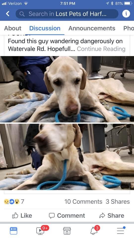 This is the dog found on Watervale! He is so thin n bony!!!😢😢😢