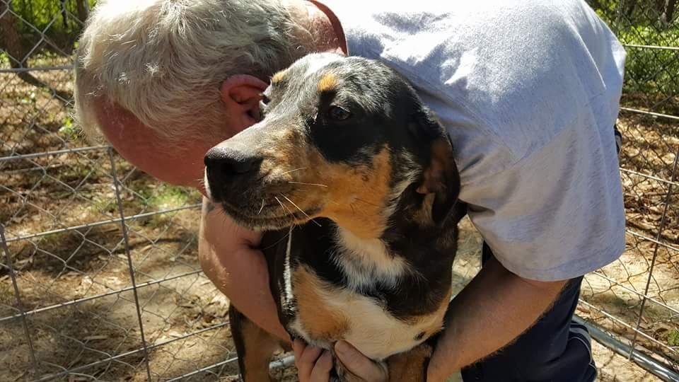 I am a 15 month old female Catahoula.  I've am up to date with all my shots.  I need a home that will give me lots of attention and love.  Please IM if interested.