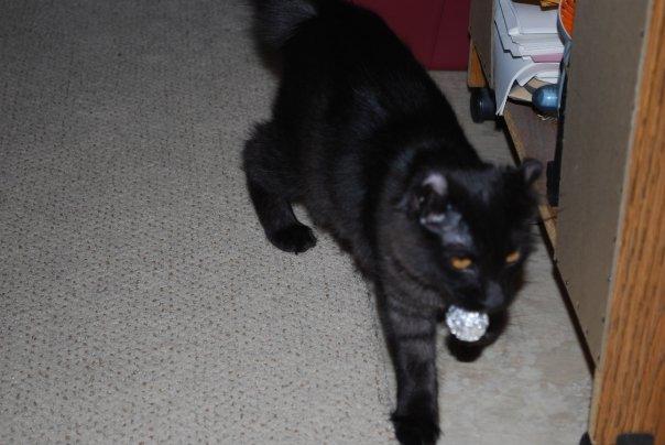 Emi loves to fetch.