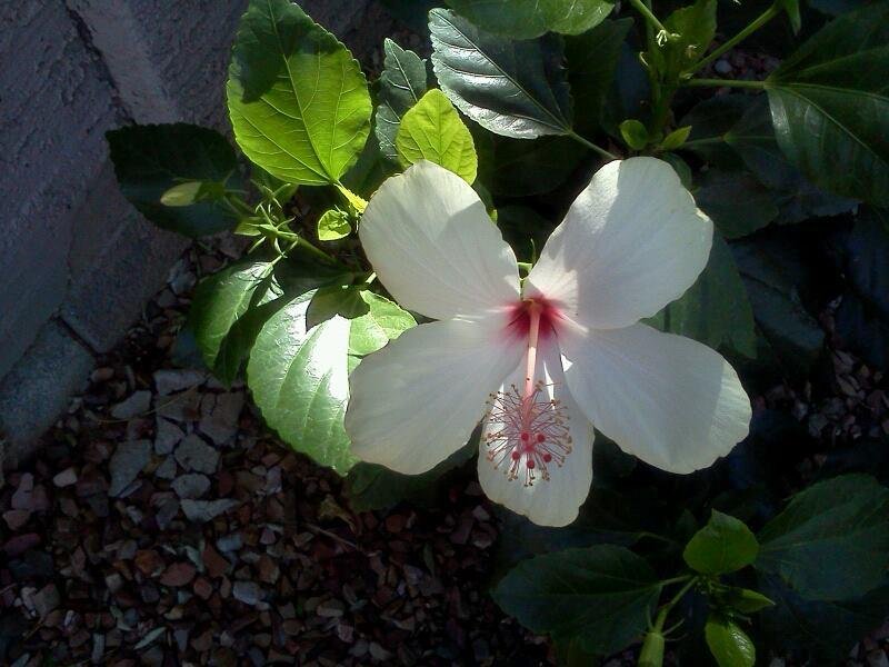 Susan Millstead's album, Mobile Uploads