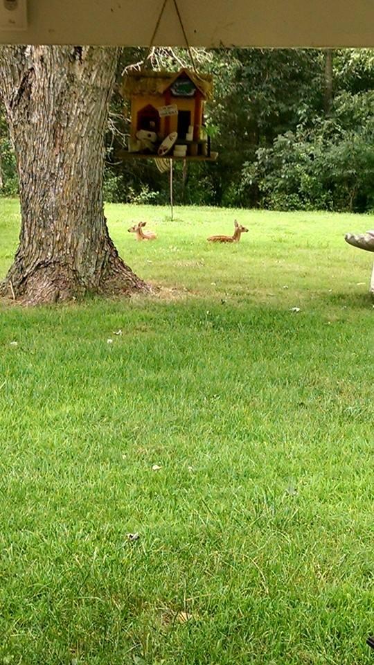 Just got home and there were two twin fawns in my back yard... They were born about a month ago and live in the woods behind my house.... Yep.. This is where I belong....