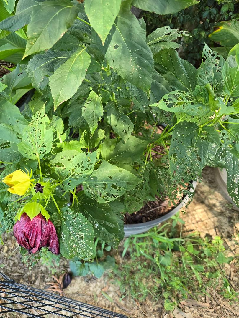 Can someone tell me what is eating my hibiscus?