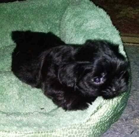 A poor dog in Polk County was killed for looking like a wolf. His name was Goliath. My heart goes out to the family who is suffering a lose in NC!!! Please pass this on or share it!!! This is my dog!!!