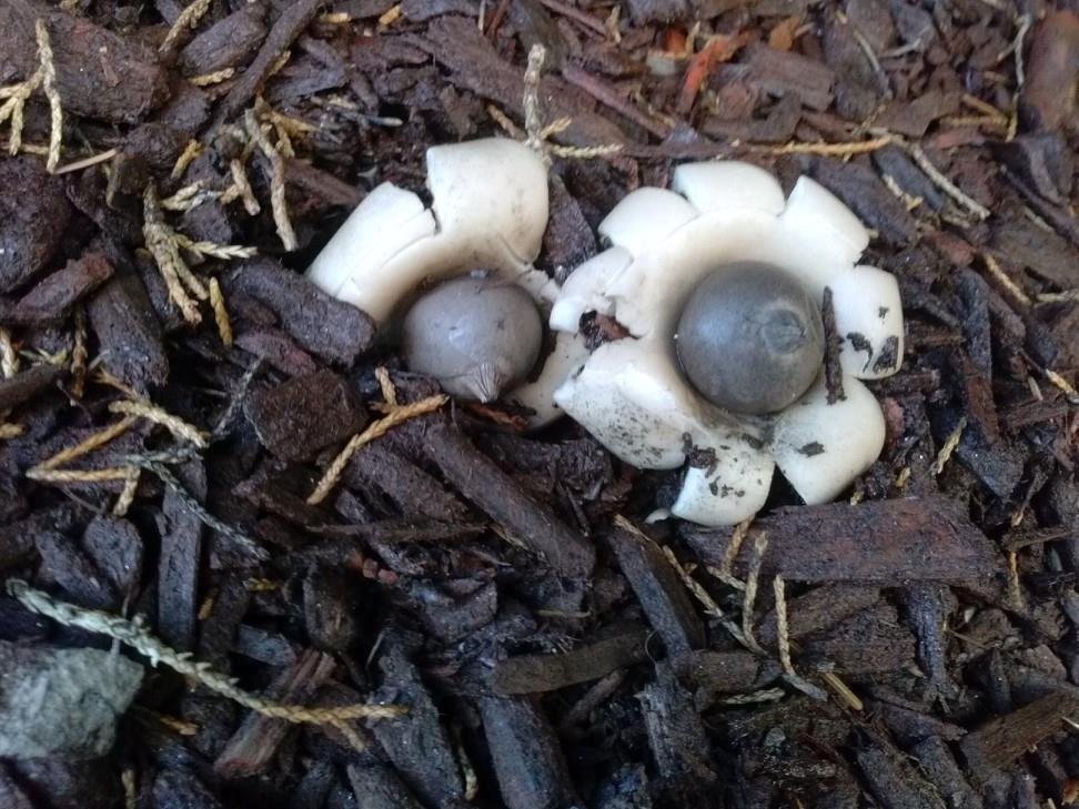 Happy Monday morning everyone! Check out the funky fungus among us I found while walking with Kismet this morning.