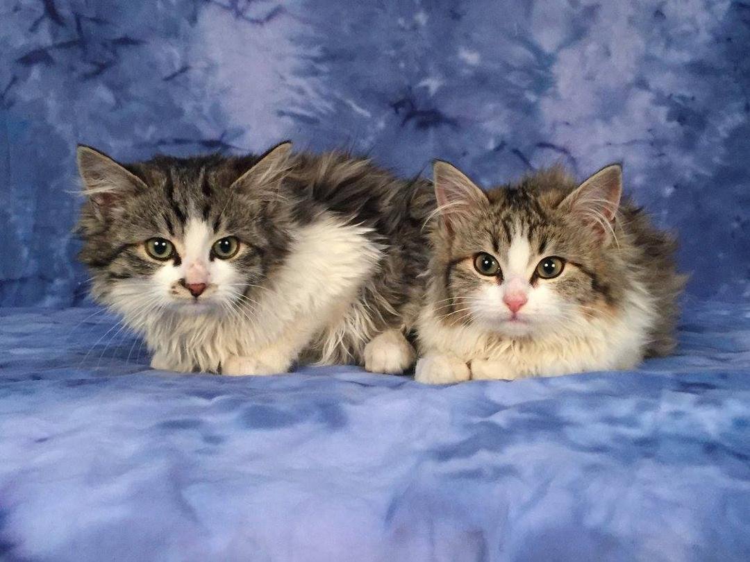 Our two new additions: Harry on left and Willow on the right. Both born 31 Oct 2015.