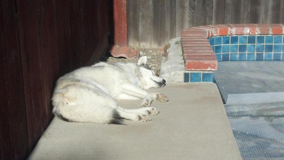 Guard dog