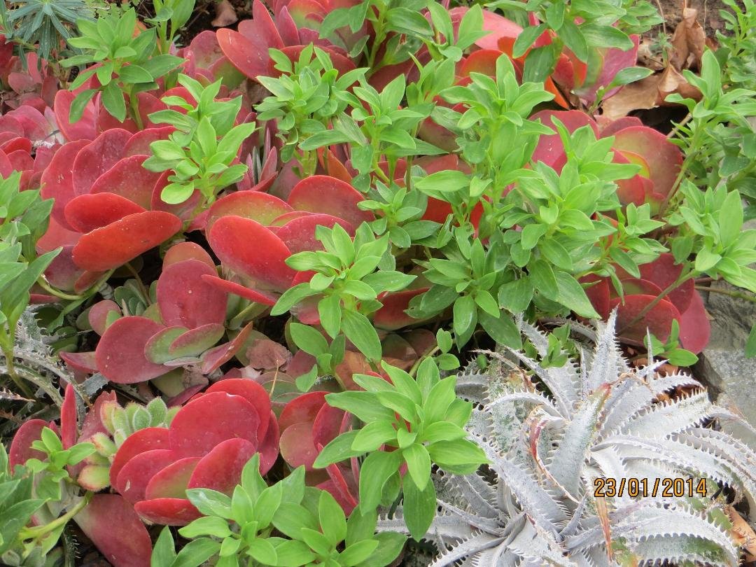 Succulents