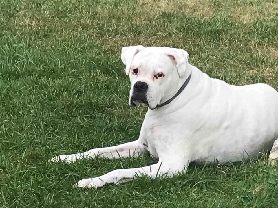 And to think white boxers were (bucketed) because they’re supposedly crazy!? This is my Maggie at age 13! Sweetest pup ever!
