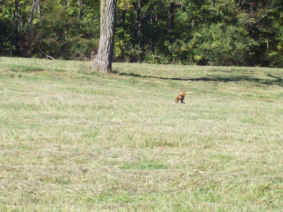 Fox in Field