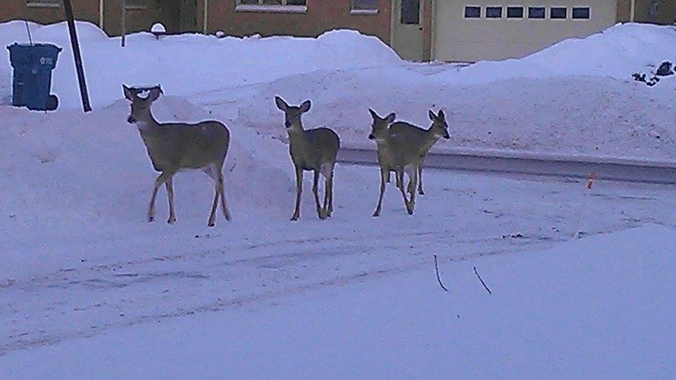 These four deer showed up in my daughter-in-law's yard today. The grandkids were thrilled to see them jump the fence into the next yard!