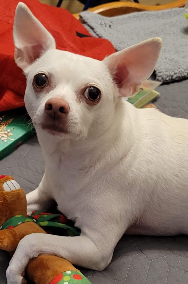 That sweet little face. He would come running up to us and want us to hold him. Peanut really was a sweet and fun Chihuahua. I thought we would have more years with him. These past weeks I could see he was not doing wel