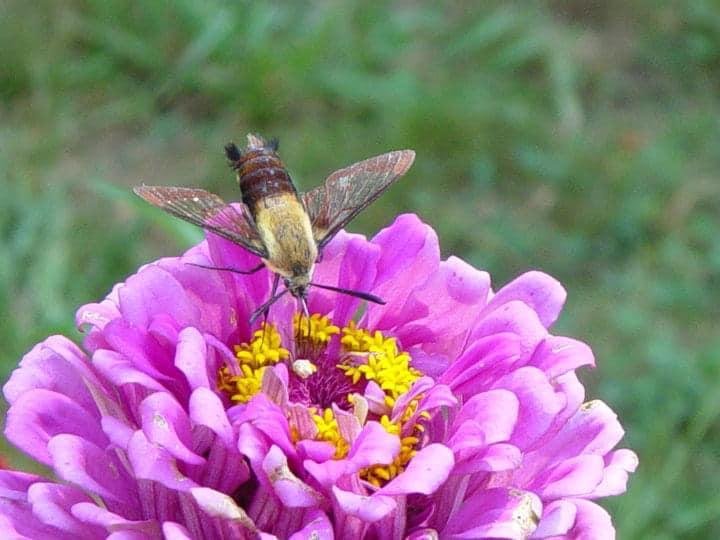 Hummingbird moth!