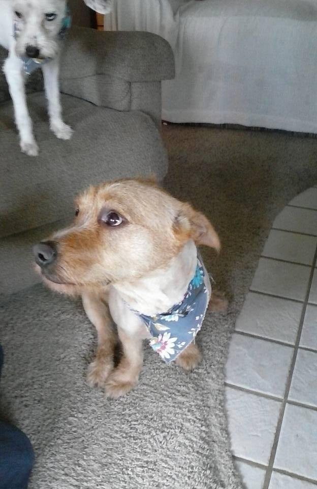 Our two new dogs that we got from PAWS Emma and Wilber