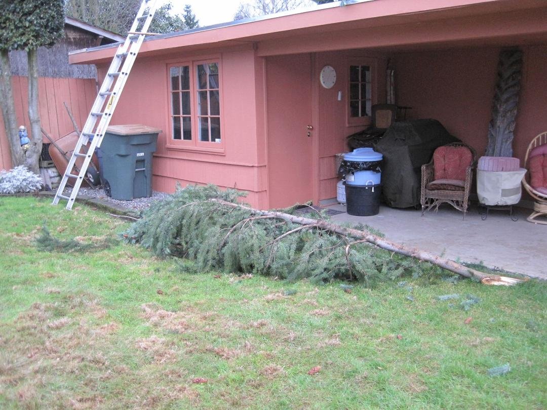 It was windy last night in the Pacific Northwest. Combine that with our towering neighbors Douglas Fir tree and what do you get? A big branch on your shed. This tree is the one that we watched the prior neighbor plant in